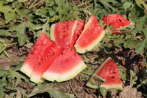 溪川吃瓜,揭秘娱乐圈背后的那些事儿