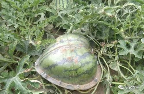 智慧的吃瓜人民,揭秘网络舆论背后的力量