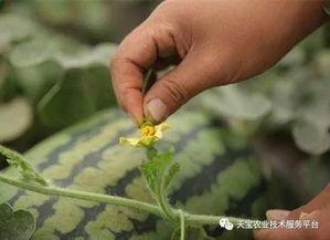 吃西瓜必看开瓜技巧,轻松掌握开瓜技巧，尽享夏日清凉