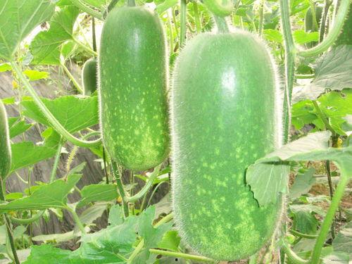 兰州吃瓜事件照片高清,一场视觉盛宴背后的社会现象解析