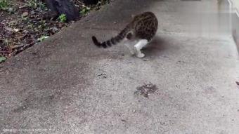 吃瓜的小野猫,揭秘娱乐圈幕后风云