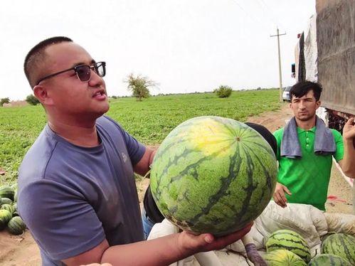 放牧吃瓜,田园生活的悠闲时光