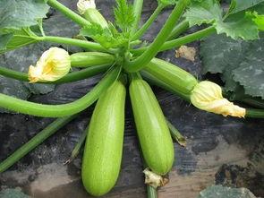 能坚吃瓜,揭秘娱乐圈的甜蜜与苦涩