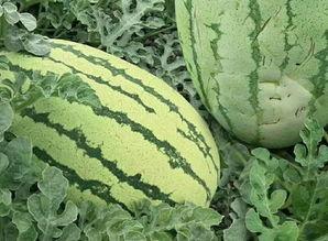 马瓟瓜怎么吃,解锁美味新体验