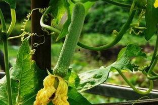 帝皇吃瓜,揭秘宫廷秘闻背后的宫廷生活