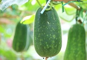 人人吃瓜官网今日热瓜