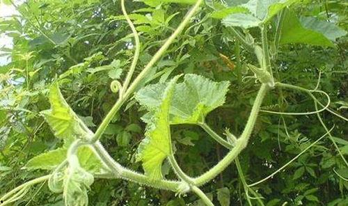 叶女士吃瓜,一场甜蜜的“吃瓜”之旅