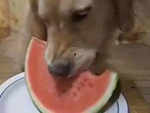 吃瓜没意思,我们为何觉得没意思？