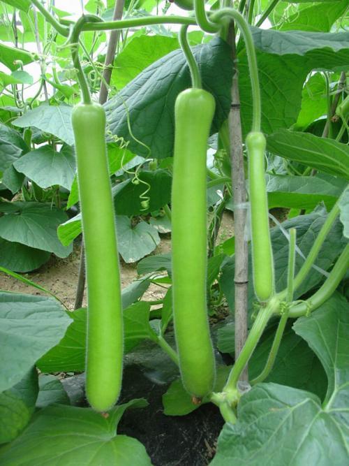 国内吃瓜鹅,吃瓜鹅带你领略幕后风云