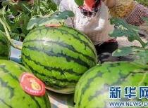 东方甄选延安吃瓜,探寻红色故土的独特风味