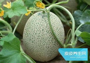 吃哈密瓜会烧,甜蜜诱惑背后的“烧身”之谜