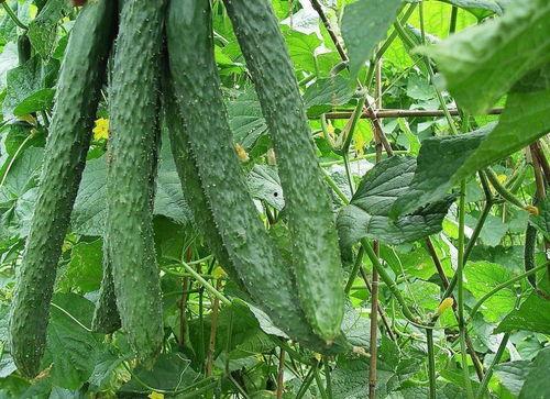 每天都在吃瓜路上,我的每日吃瓜之旅