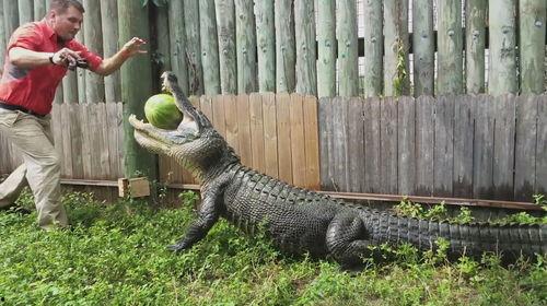 吃瓜豹子抓鳄鱼,一场惊心动魄的动物对决