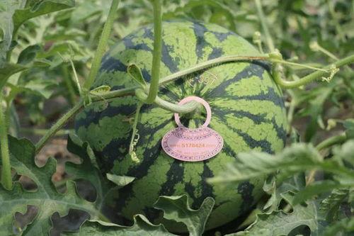 明天有瓜吃吗,揭秘明天美食盛宴