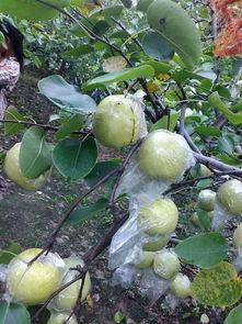 苏北吃瓜的视频,一场接地气的乡村美食盛宴