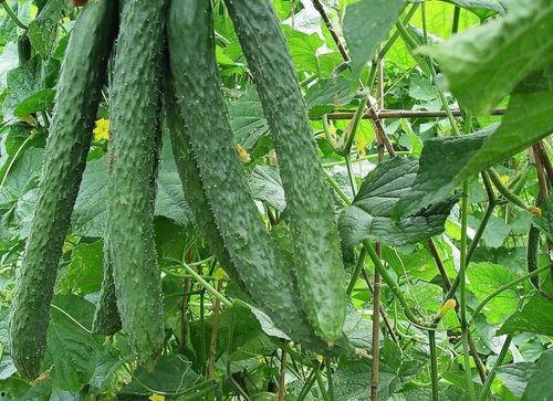 每天都疯狂吃瓜