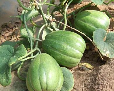 老夏吃瓜,揭秘娱乐圈那些不为人知的幕后故事