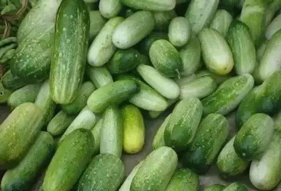 云南达摩吃瓜,一场别开生面的民俗盛宴