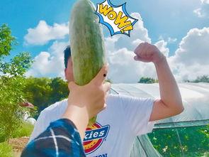 合作吃瓜,共享快乐时光