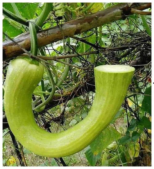 拖米吃瓜,揭秘娱乐圈幕后真相