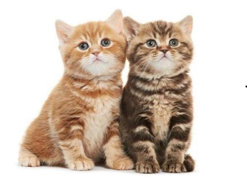 猫吃蒲瓜,蒲瓜成为猫咪新宠