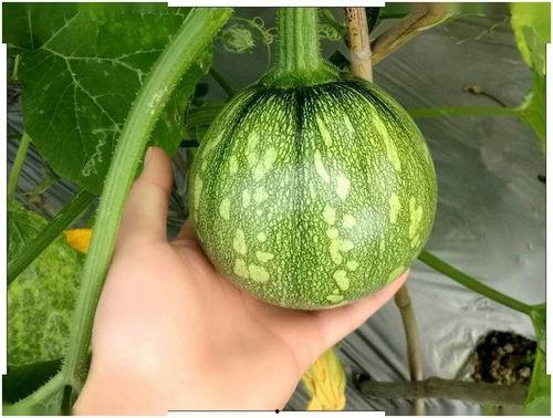 吃瓜的小玫瑰,揭秘娱乐圈那些事儿