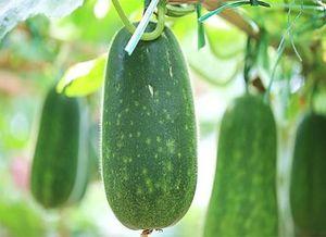 吃瓜不能,吃瓜群众的狂欢与反思