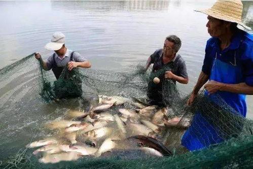 锦城学院裸奔吃瓜,校园奇闻引发社会热议