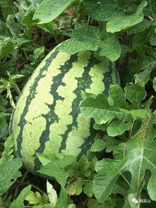 梦见地里吃瓜,地里吃瓜的奇幻之旅