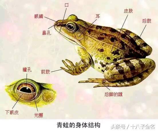 青蛙兄弟吃瓜,一场别开生面的夏日食瓜盛宴