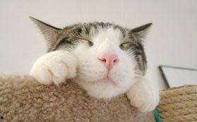 猫吃瓜吐了,揭秘瓜类食物对猫咪的影响